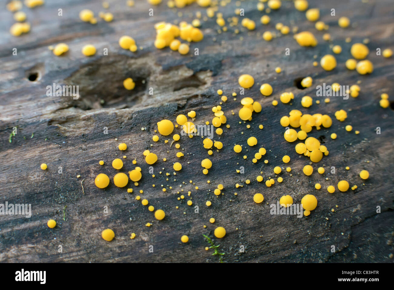 Bisporella citrina fée tasses jaune citron ou discothèque champignon sur le tronc de l'arbre du Parc National de Gauja Lettonie Banque D'Images