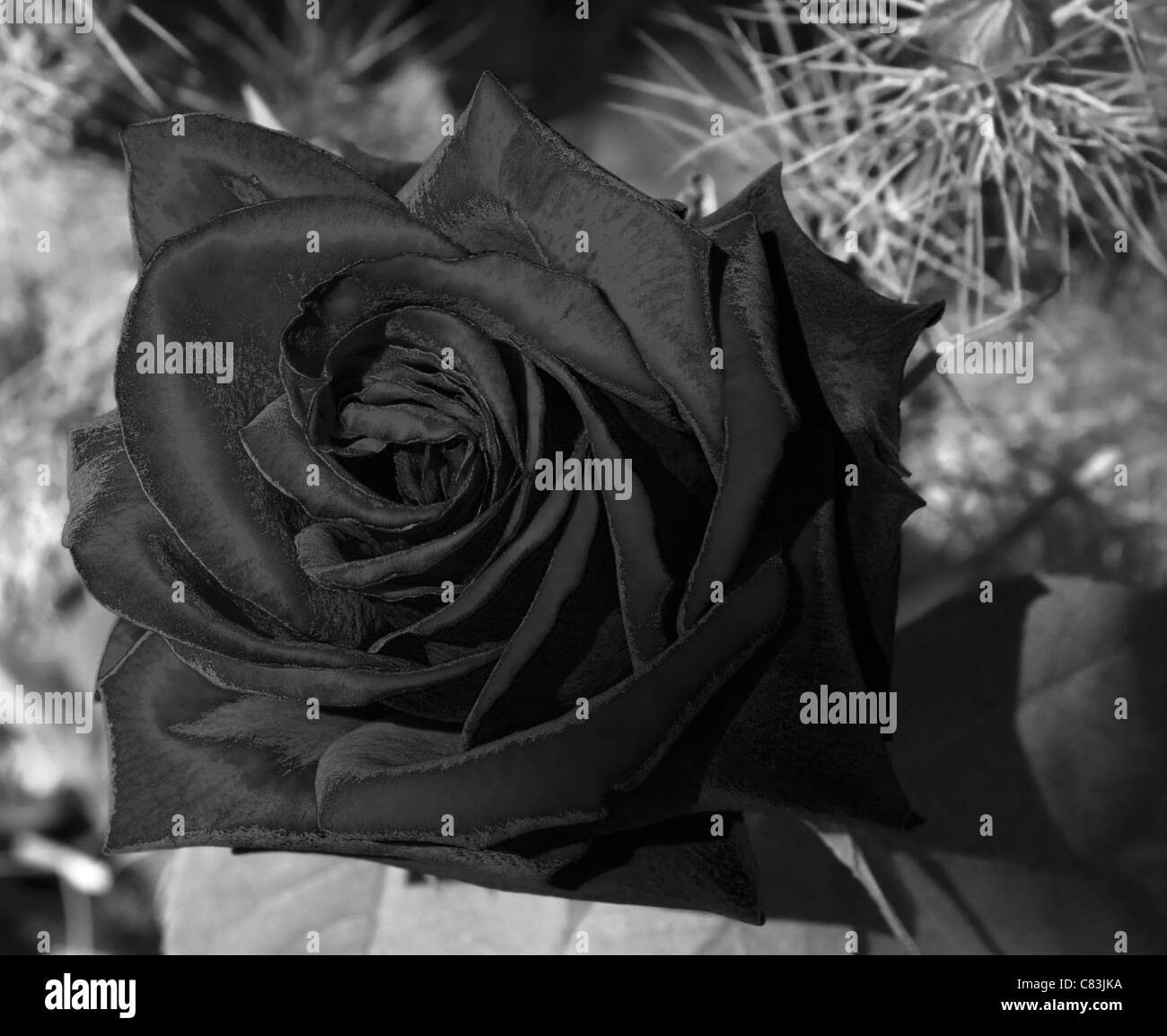 Noir Rose Rouge de conceptuel.Black rose dans une image monochrome Banque D'Images