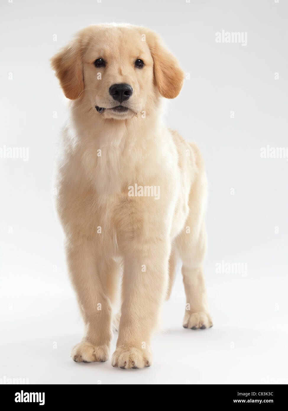 Licence disponible sur MaximImages.com - Portrait d'un Golden Retriever  chiot de 4 mois isolé sur fond blanc Photo Stock - Alamy