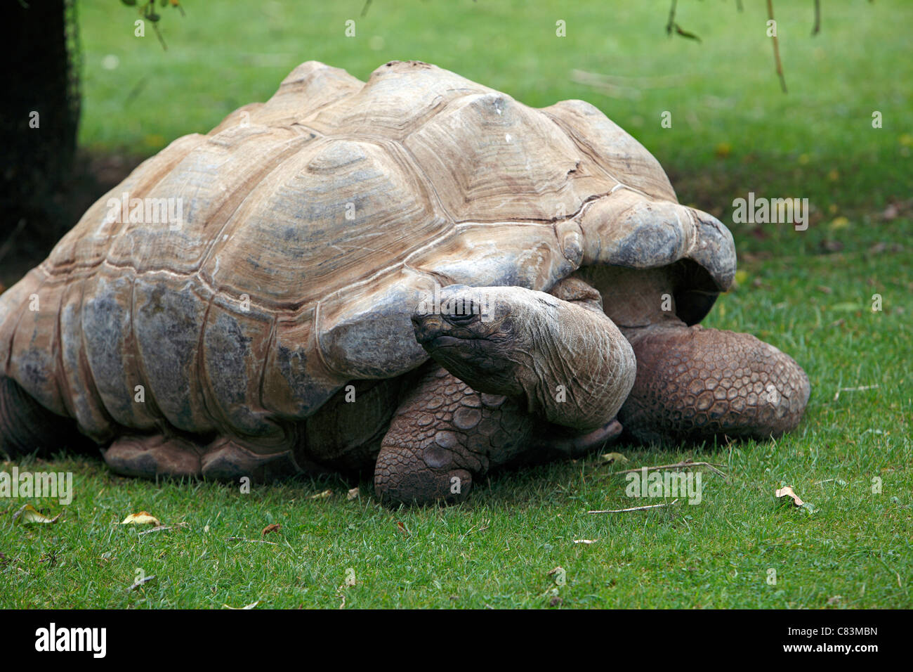 Tortue de terre Banque D'Images