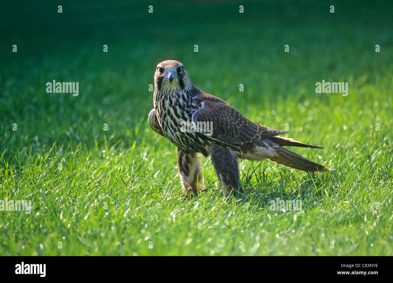 Le faucon sacre Falco cherrug / meadow Banque D'Images