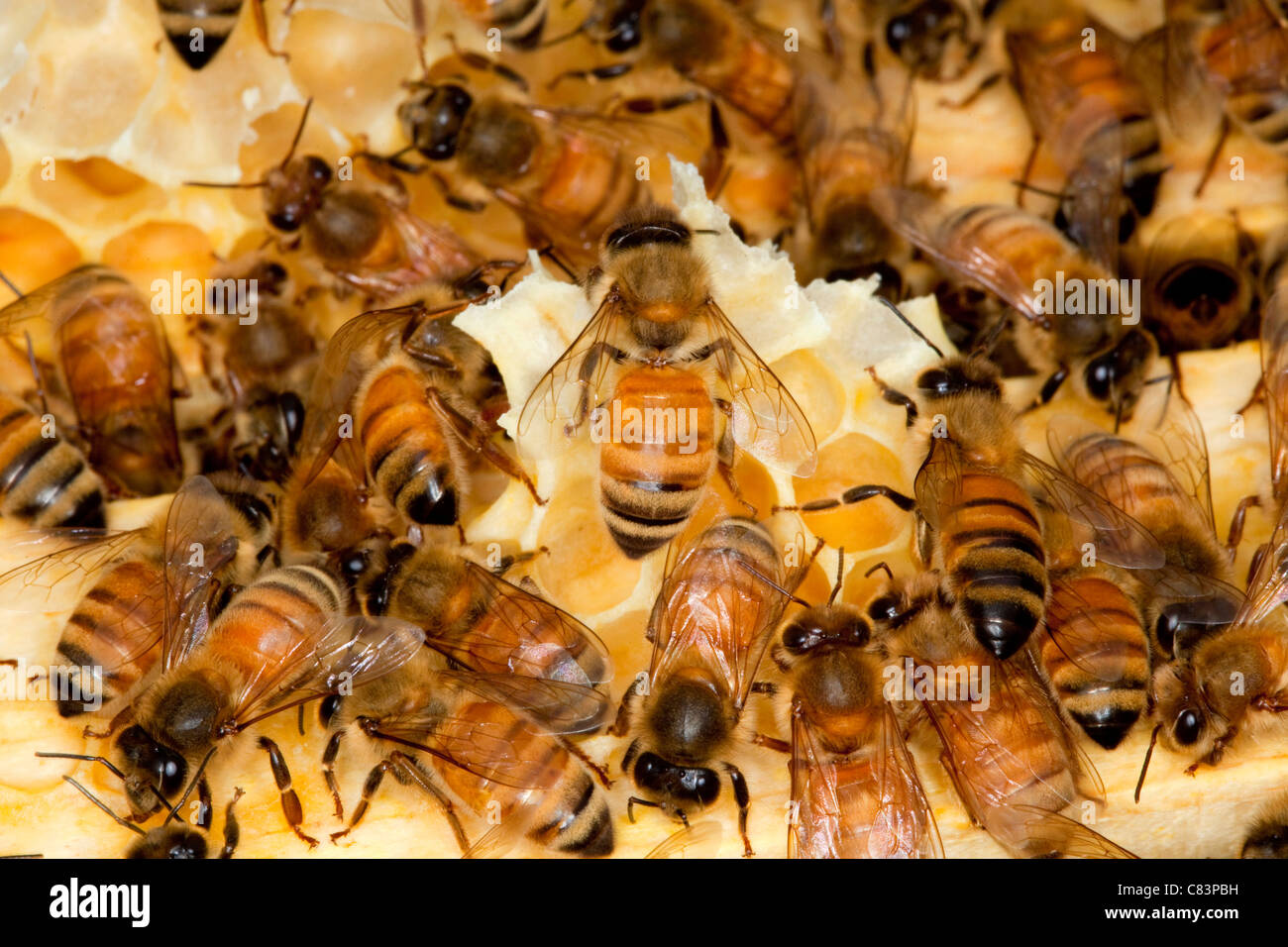 Une colonie d'abeilles à miel. Banque D'Images