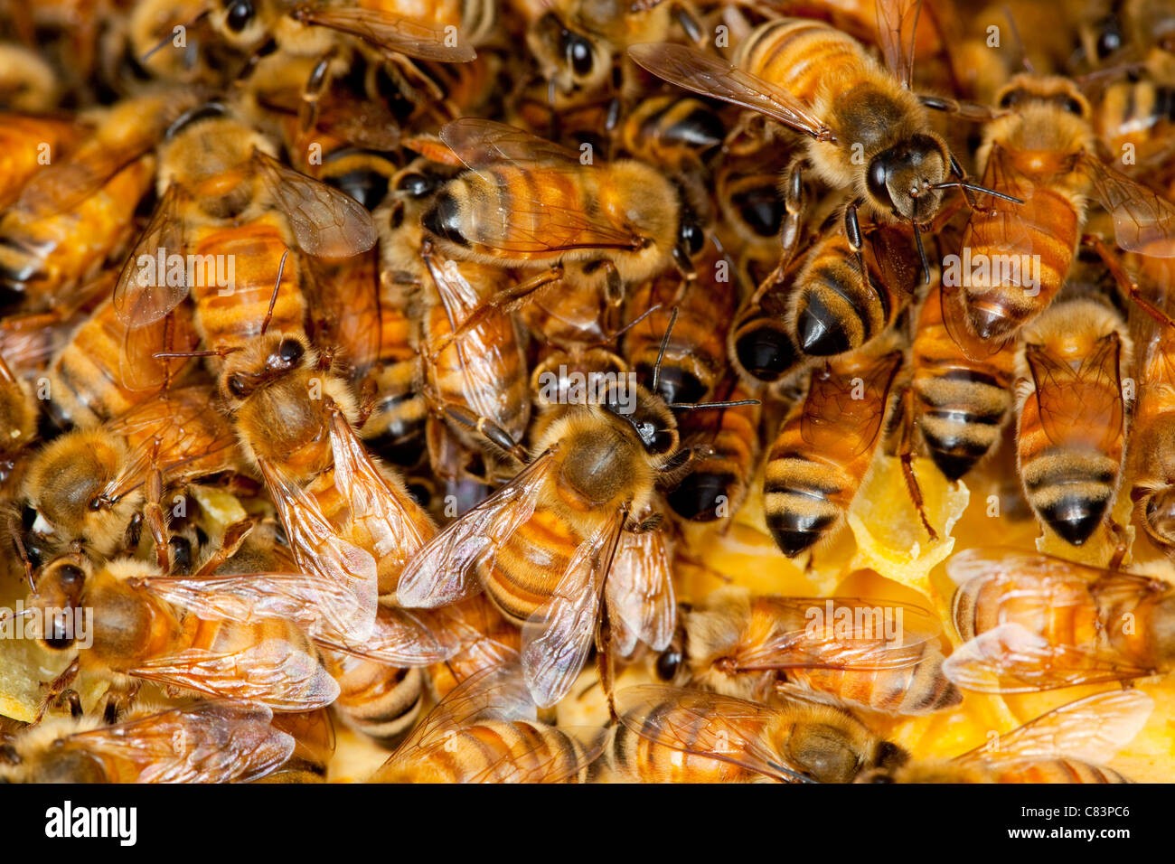 Une colonie d'abeilles à miel. Banque D'Images