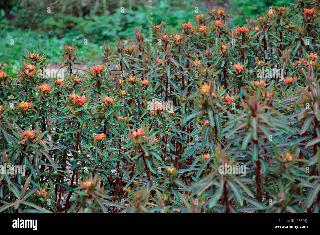 Euphorbia griffithii 'Dixter' AGM Banque D'Images