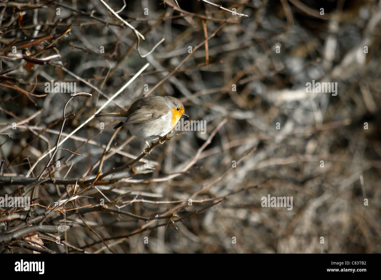 Robin de l’hiver Banque D'Images