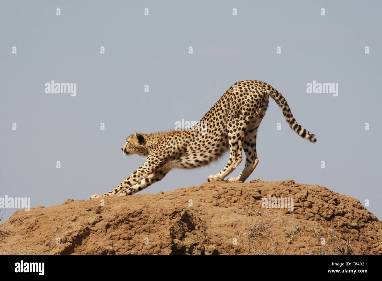 Cheetah - qui s'étend lui-même / Acinonyx jubatus Banque D'Images