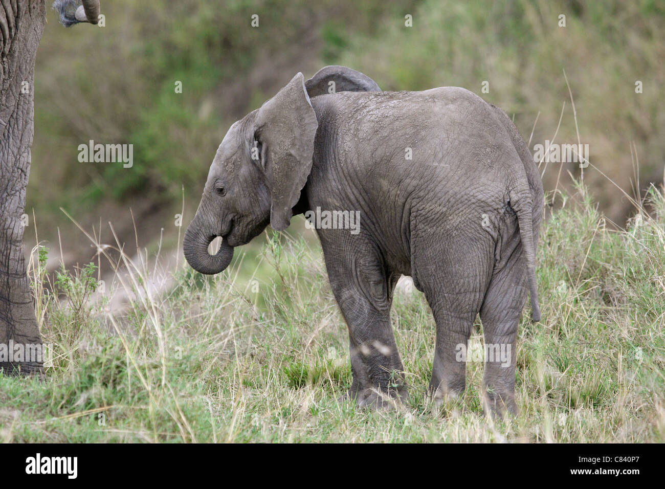 African Elefant - cub / Loxodonta africana Banque D'Images