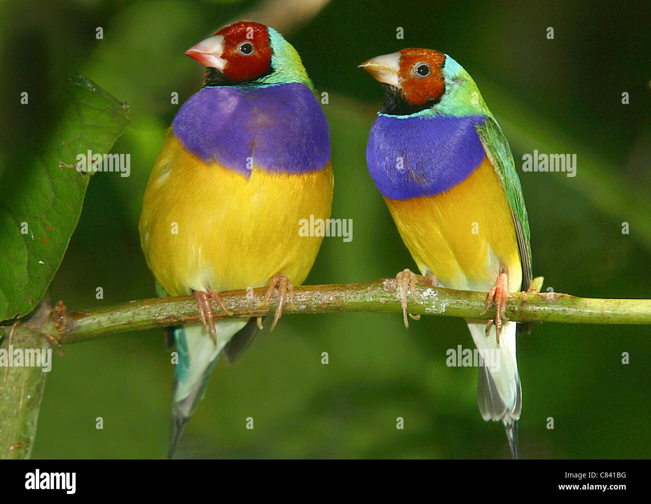 Gouldian Finch (Chloebia gouldiae). Deux oiseaux posés sur une branche Banque D'Images