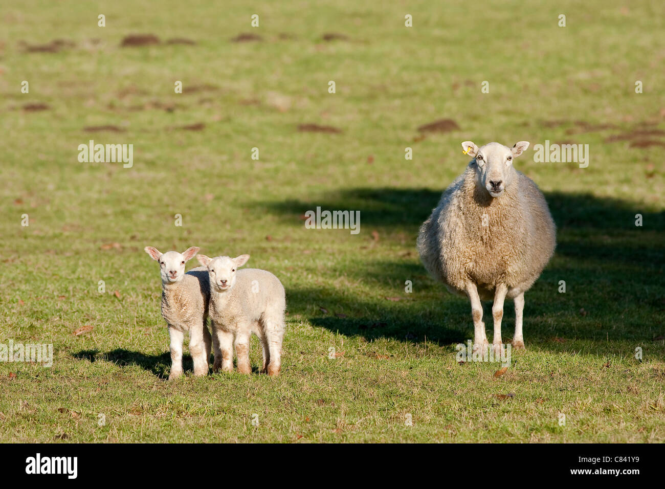 Mère vigilante avec paire de agneaux Brebis Banque D'Images