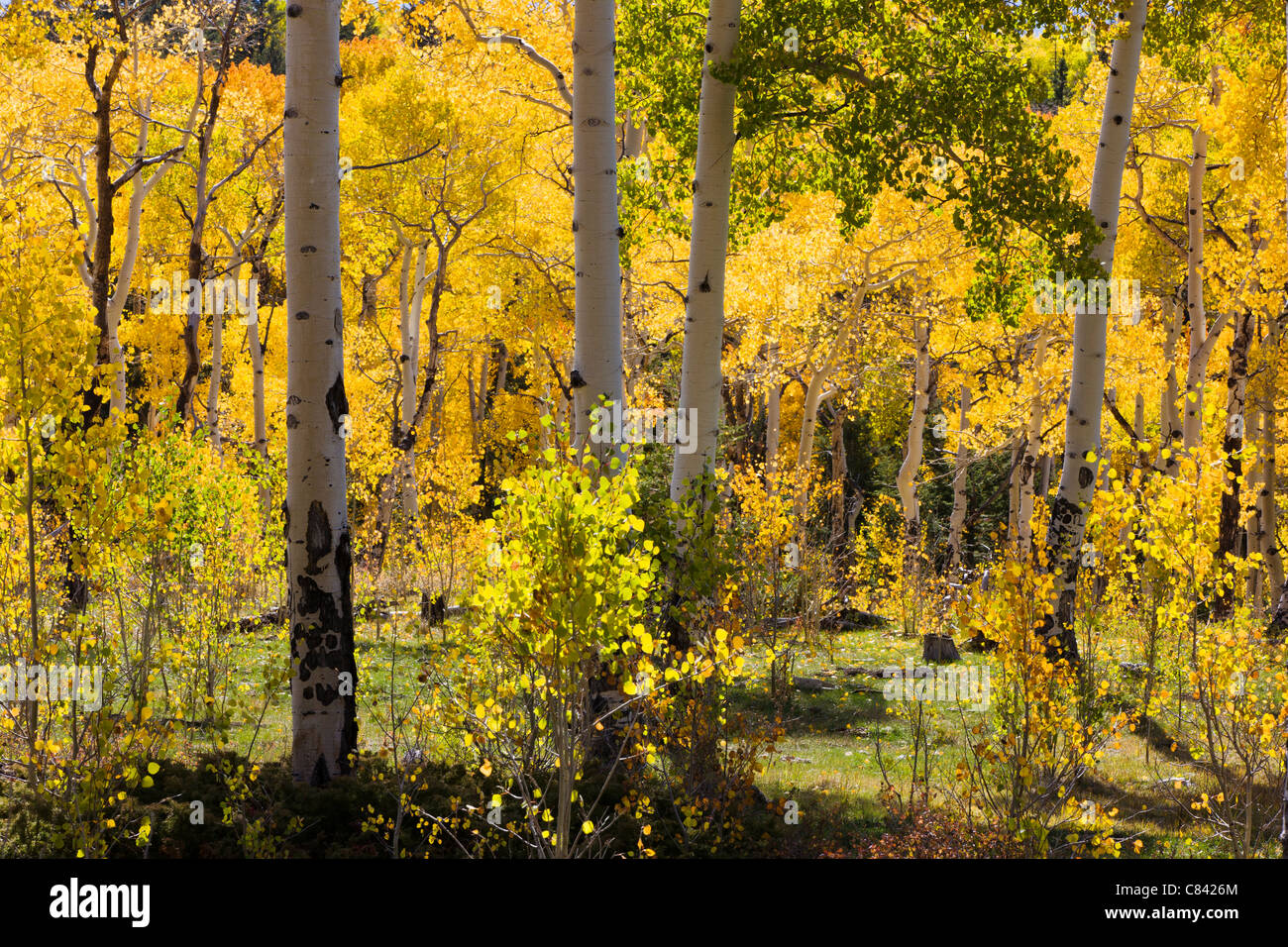 Forêt de trembles en couleurs d'automne près de cabine vide Trailhead, San Isabel National Forest, Colorado, USA Banque D'Images