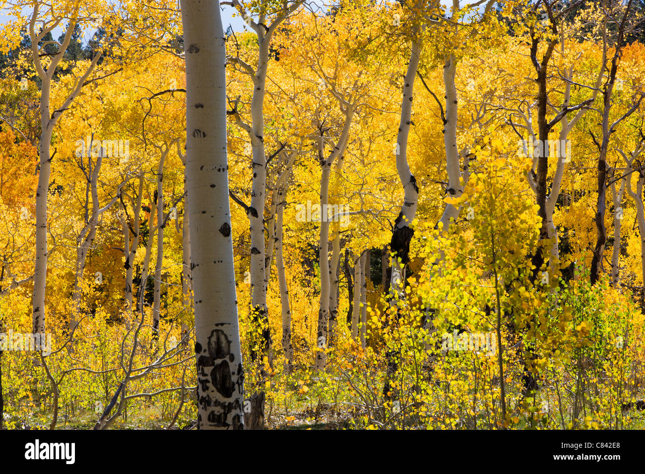 Forêt de trembles en couleurs d'automne près de cabine vide Trailhead, San Isabel National Forest, Colorado, USA Banque D'Images