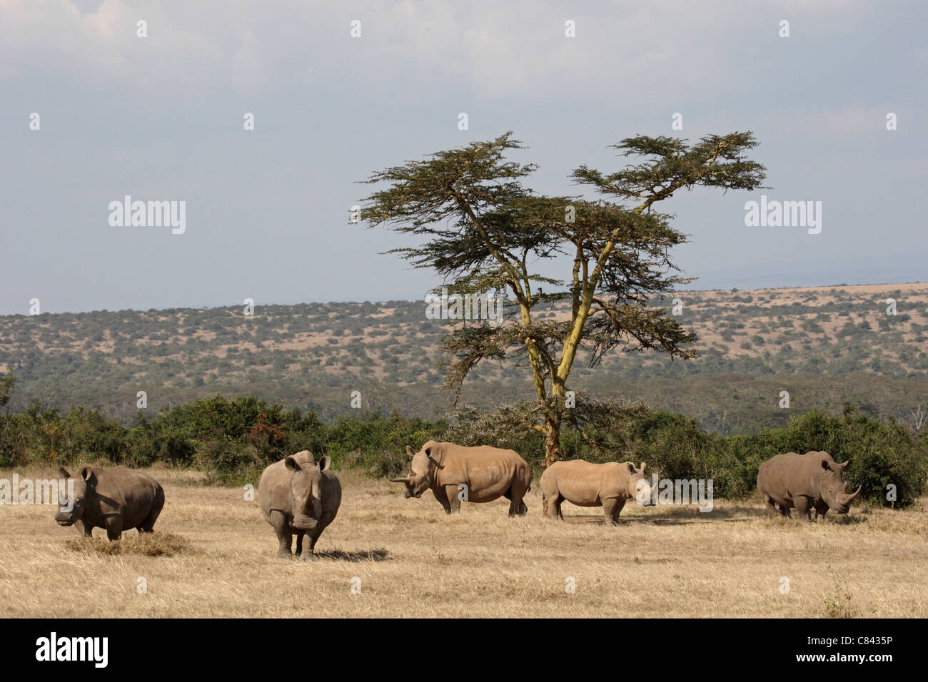 Rhinocéros blanc Ceratotherium simum / Banque D'Images