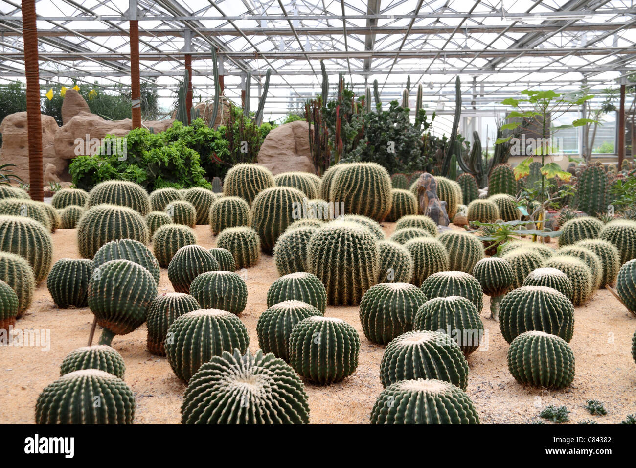 Cactus dans les serres des plantes du désert Banque D'Images