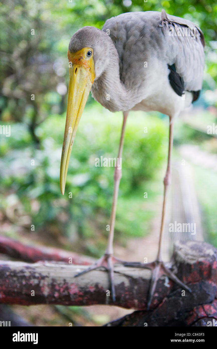 Stork, KL Bird Park, Kuala Lumpur, Malaisie, Asie du Sud Est Banque D'Images