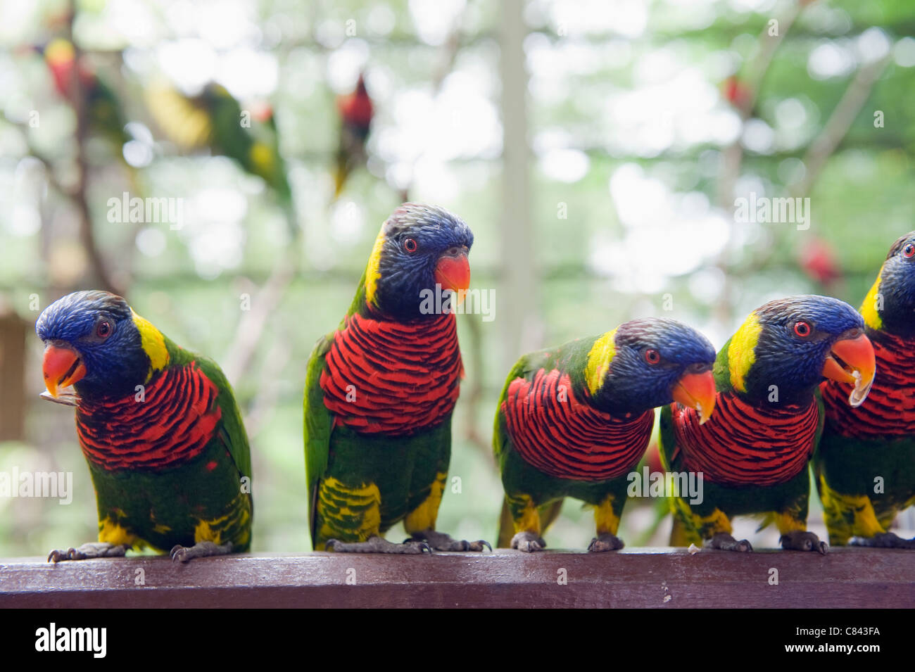 Monde de perroquets, KL Bird Park, Kuala Lumpur, Malaisie, Asie du Sud Est Banque D'Images