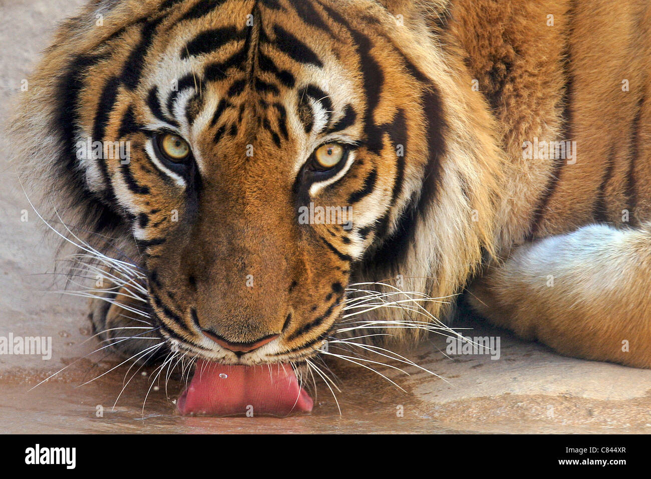 Tiger - eau potable / Panthera tigris Banque D'Images