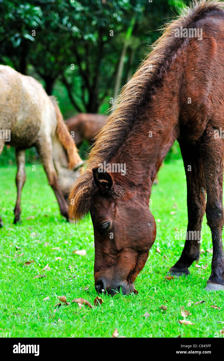 L'herbe de tonte dans farm Banque D'Images