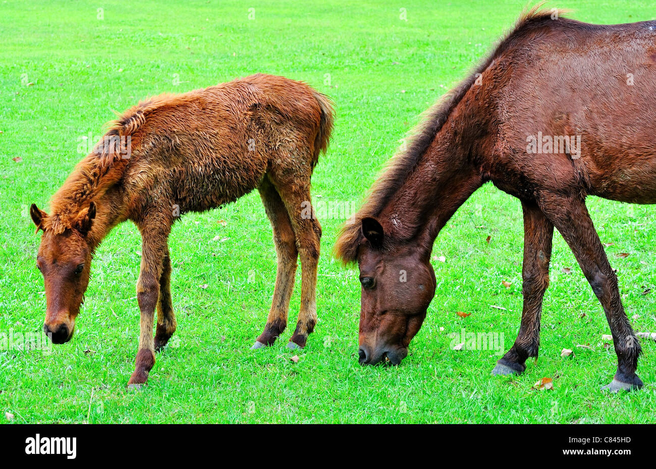 L'herbe de tonte dans farm Banque D'Images
