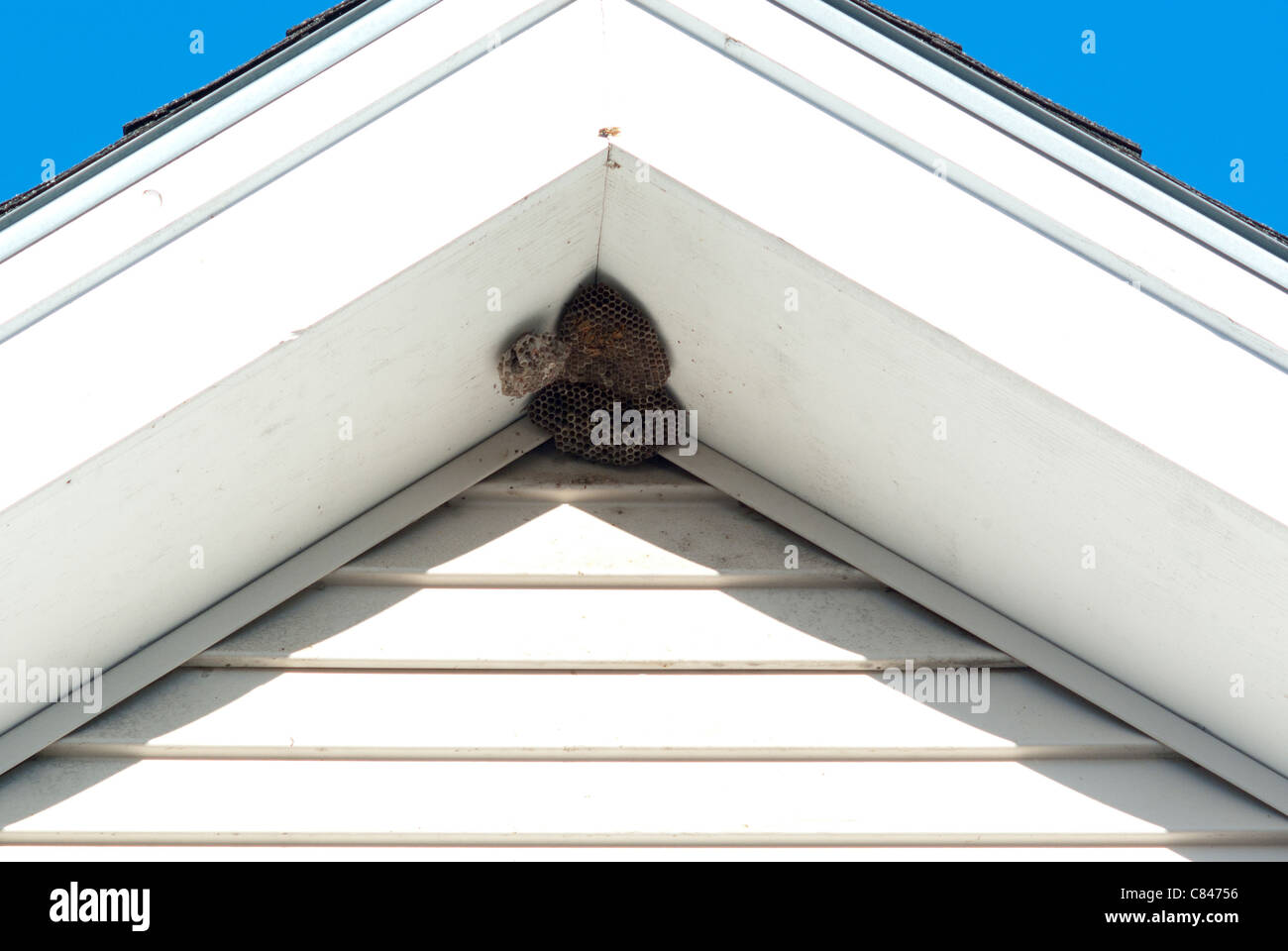 Un nid d'abeille sous le toit de la maison Banque D'Images