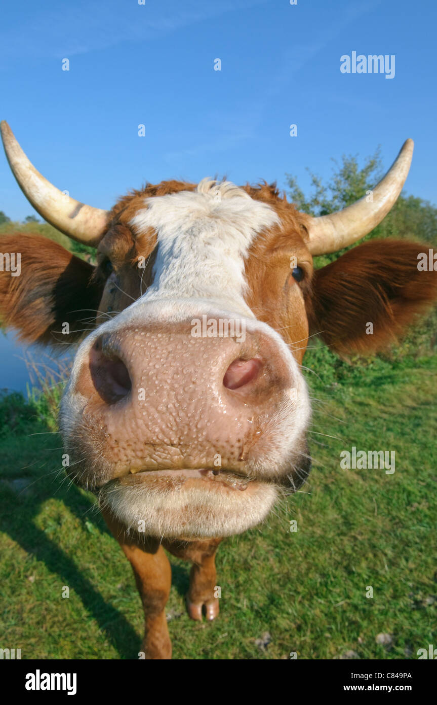 Curieux de vache laitière, Suffolk, UK Banque D'Images