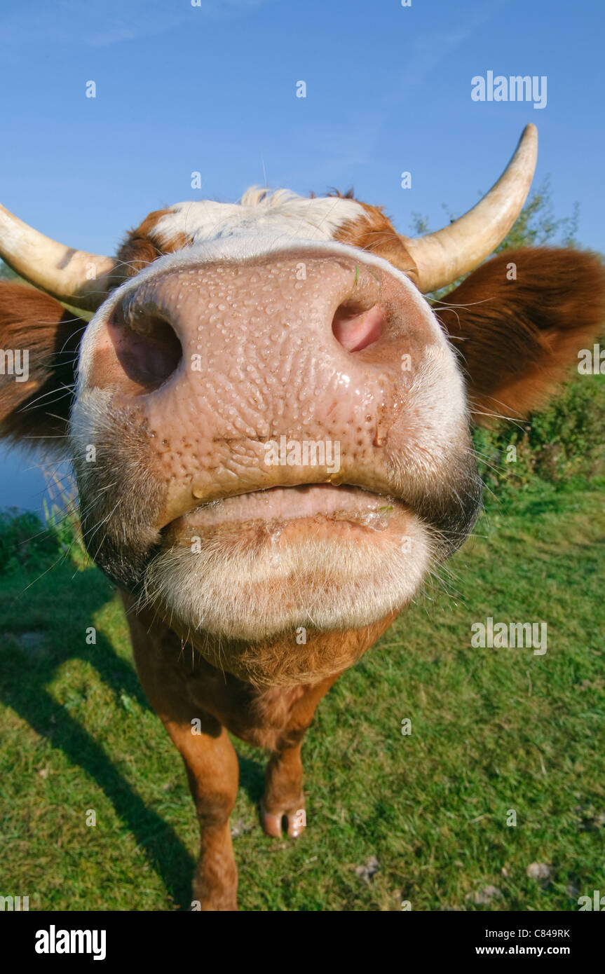 Vache laitière en face Banque D'Images