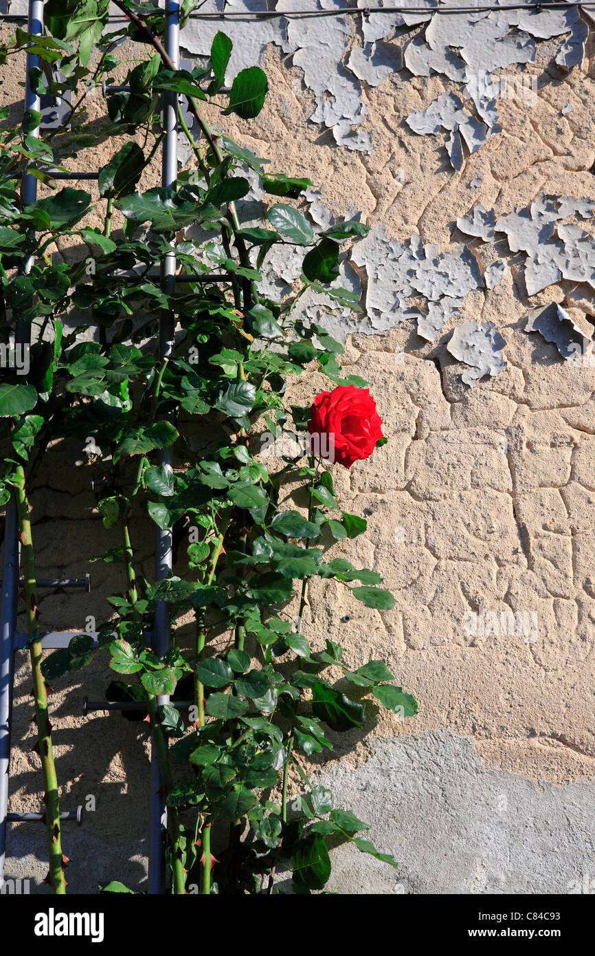 Rose rouge arbre à l'ancienne façade, dans la vieille ville de sangerhausen, SAXE-ANHALT, Allemagne, Europe Banque D'Images