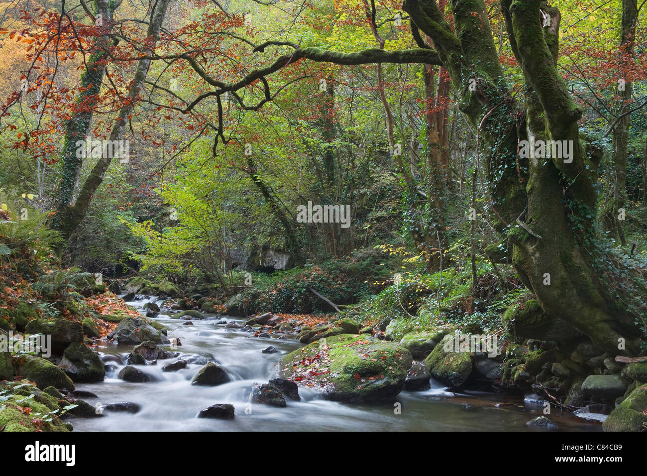 Ruisseau qui à travers la forêt Banque D'Images