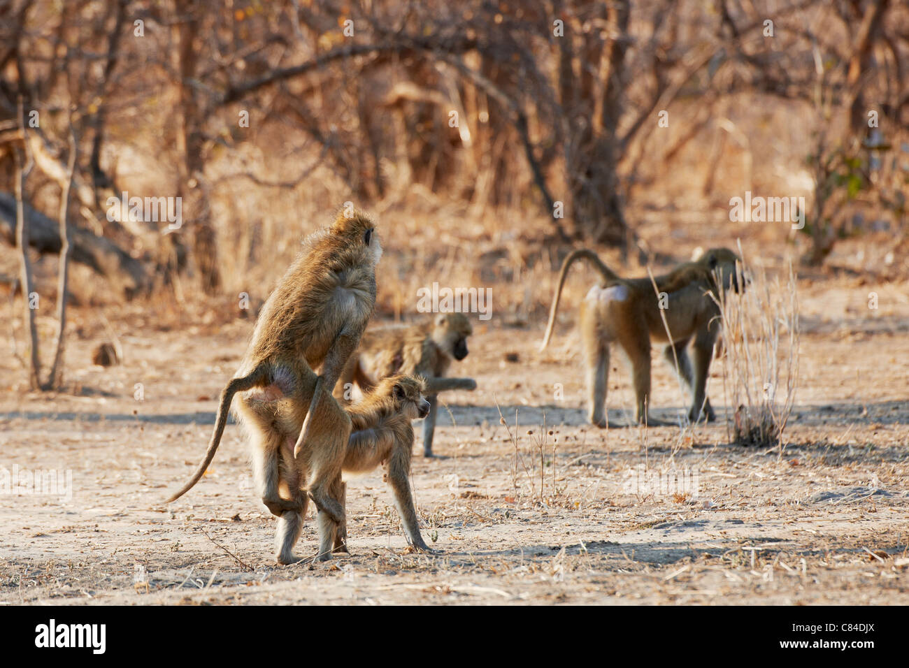 L'accouplement babouin jaune, Papio cynocephalus, Vwaza Marsh Game Reserve, le Malawi, l'Afrique Banque D'Images
