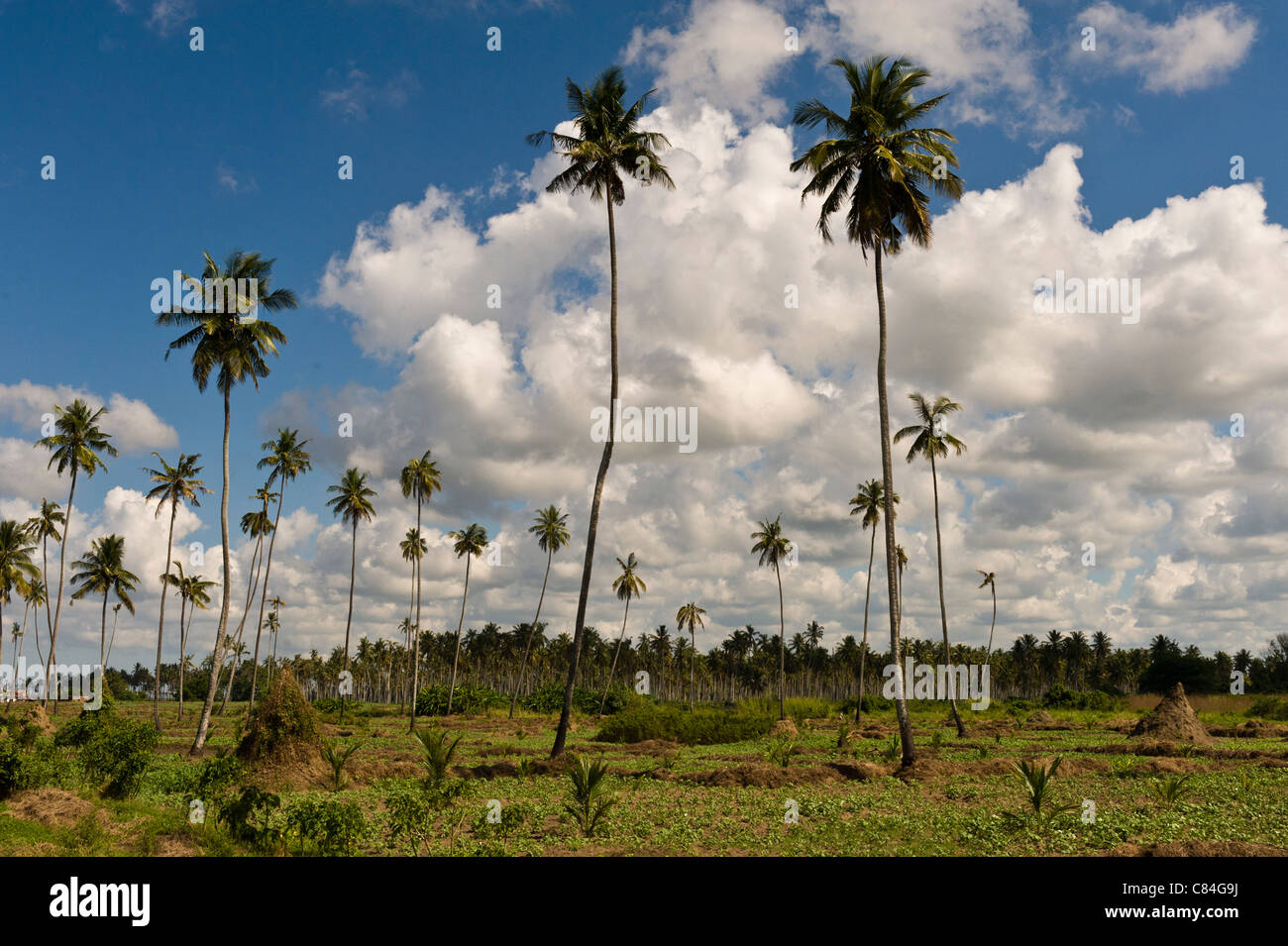 Plantation de cocotiers replantés avec des semis et intercalé avec les haricots, Quelimane, au Mozambique Banque D'Images