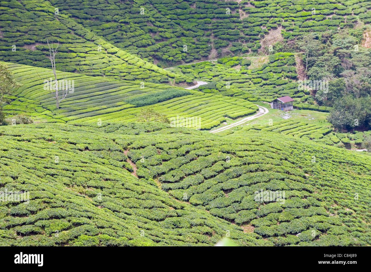 La plantation de thé, BOH Sungai Palas Tea Estate, Cameron Highlands, l'état de Perak, Malaisie Banque D'Images