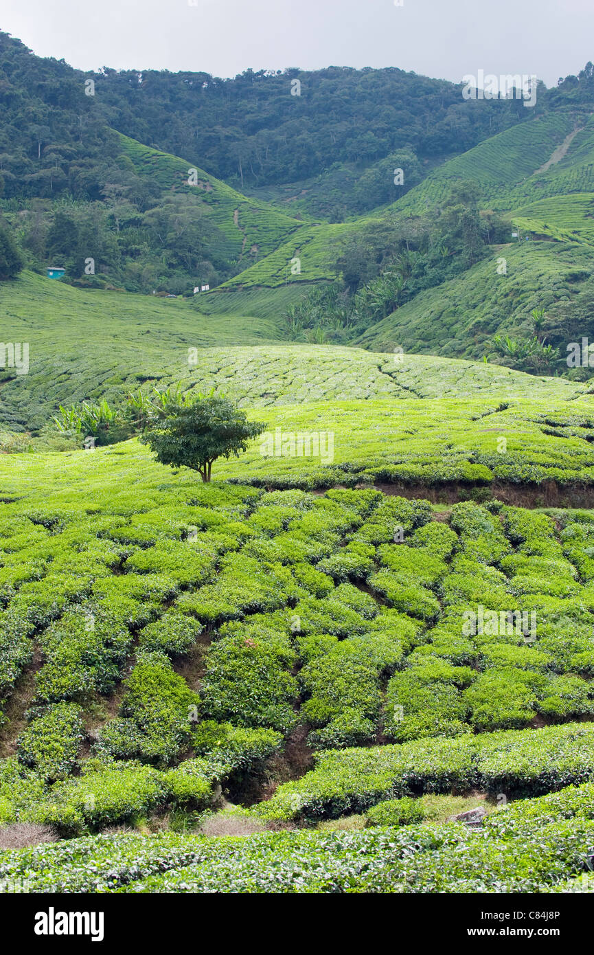 La plantation de thé, BOH Sungai Palas Tea Estate, Cameron Highlands, l'état de Perak, Malaisie Banque D'Images