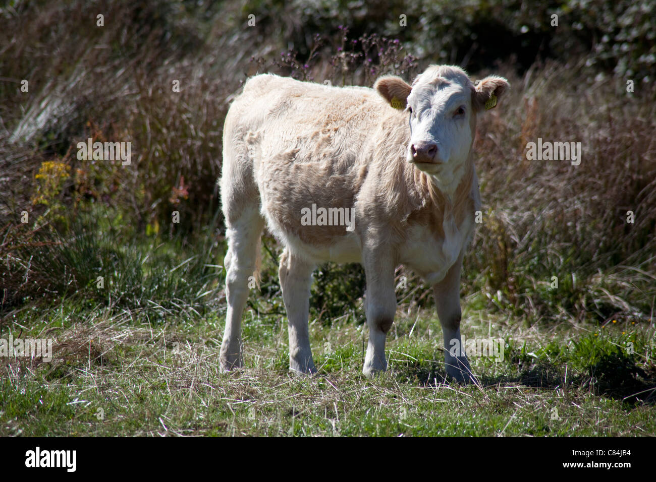 Vache, Sherkin Island au large de la côte sud de l'Irlande Cork Co Skibbereen Banque D'Images