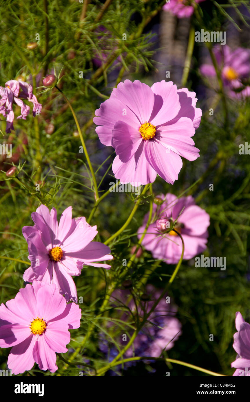 Aster mexicain. Banque D'Images