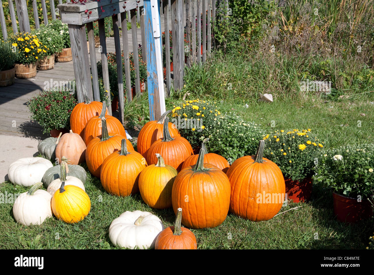 Les citrouilles et courges diverses Michigan USA Banque D'Images