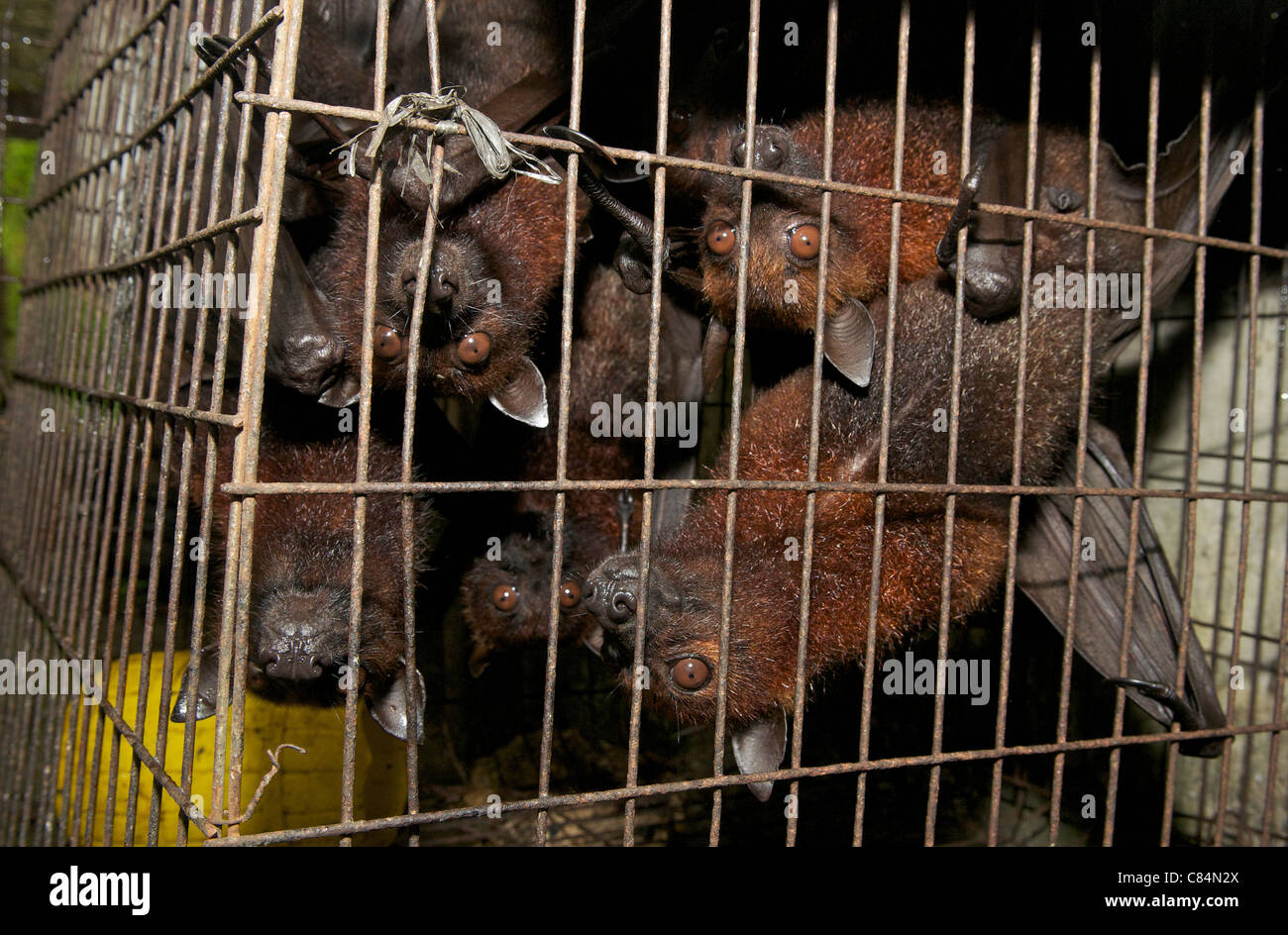 Chauves-souris à fruits à vendre au stalle de bord de la route, faisant partie du commerce de la viande de brousse, avec risque de croisement de maladies humaines et animales. Banque D'Images