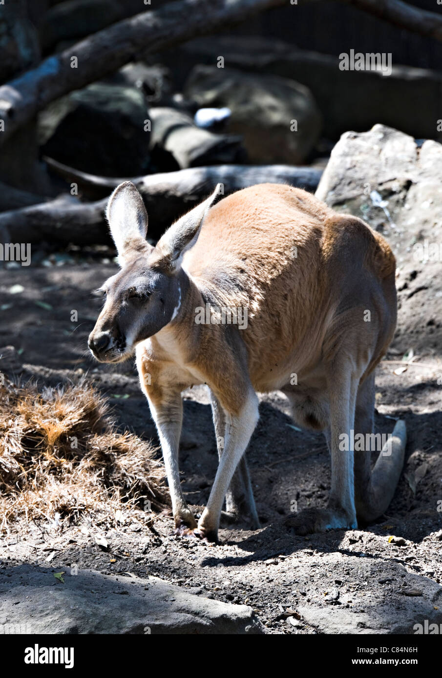 Un kangourou rouge dans le Zoo Taronga Sydney New South Wales Australie Banque D'Images