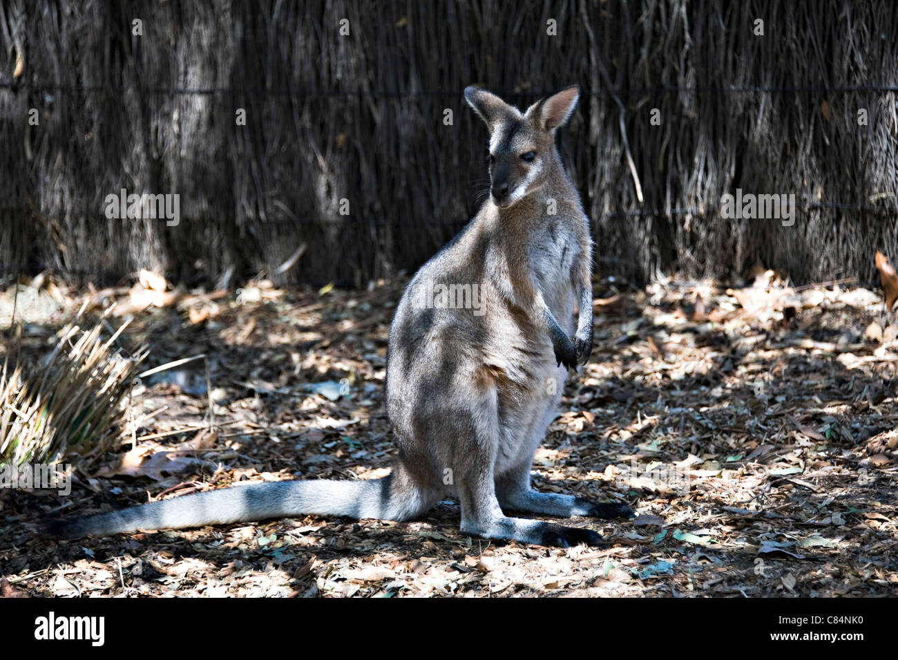Un kangourou gris dans le Zoo Taronga Sydney New South Wales Australie Banque D'Images