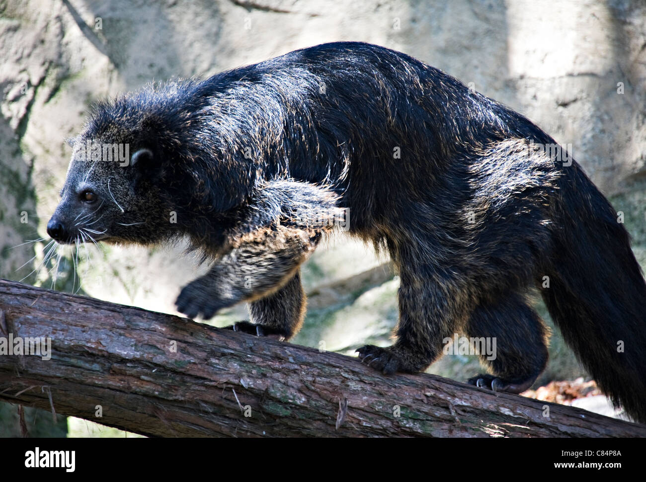 Un Bearcat Biturong Artictis sur un tronc d'arbre dans le Zoo Taronga Sydney New South Wales Australie Banque D'Images