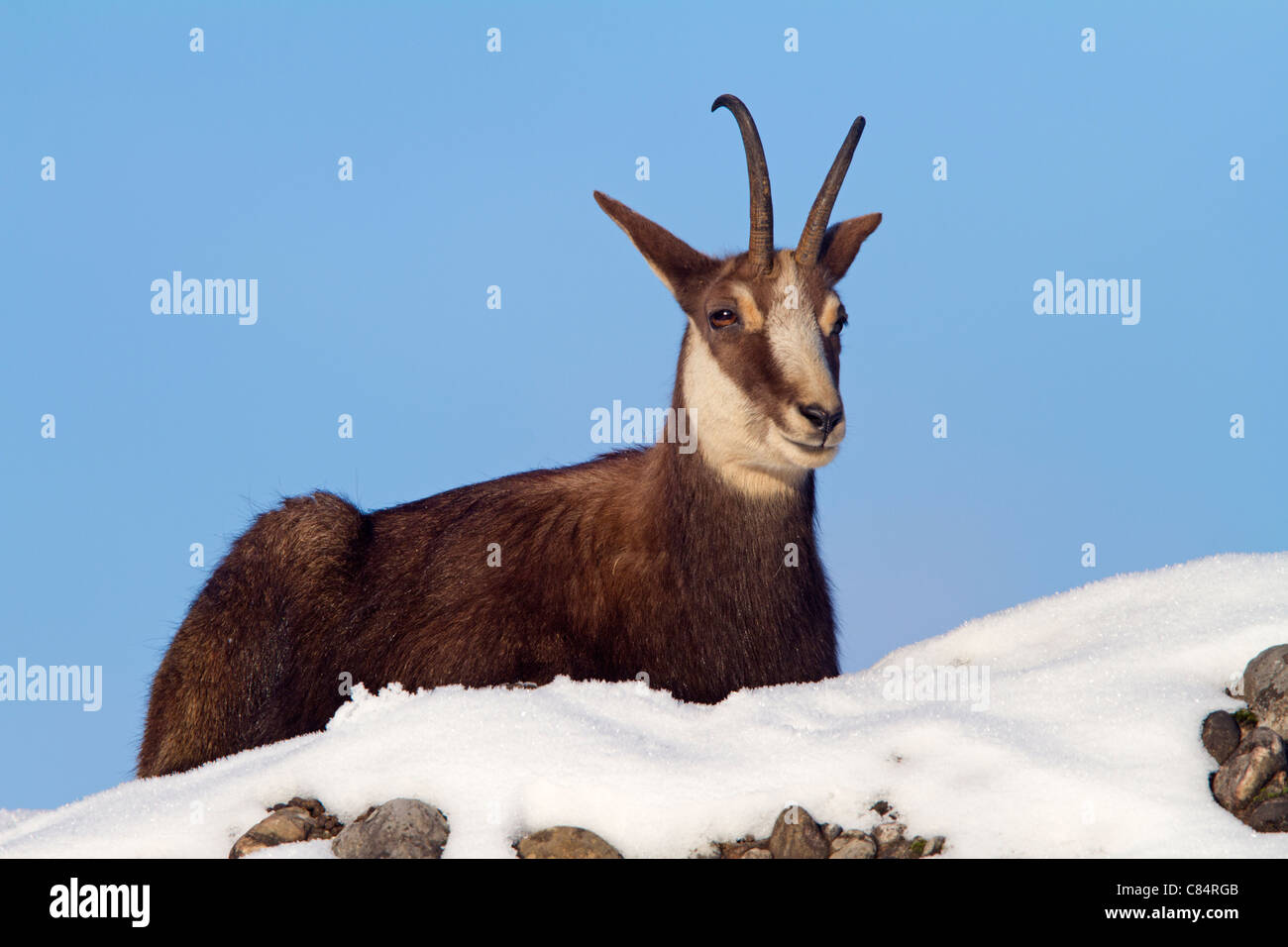 Chamois (rupicapra Rupricapra) Banque D'Images