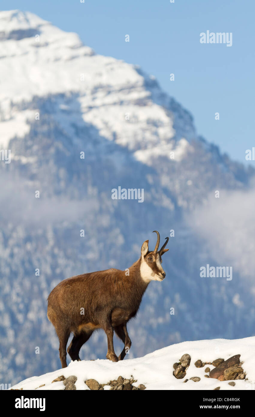 Chamois (rupicapra Rupricapra) Banque D'Images