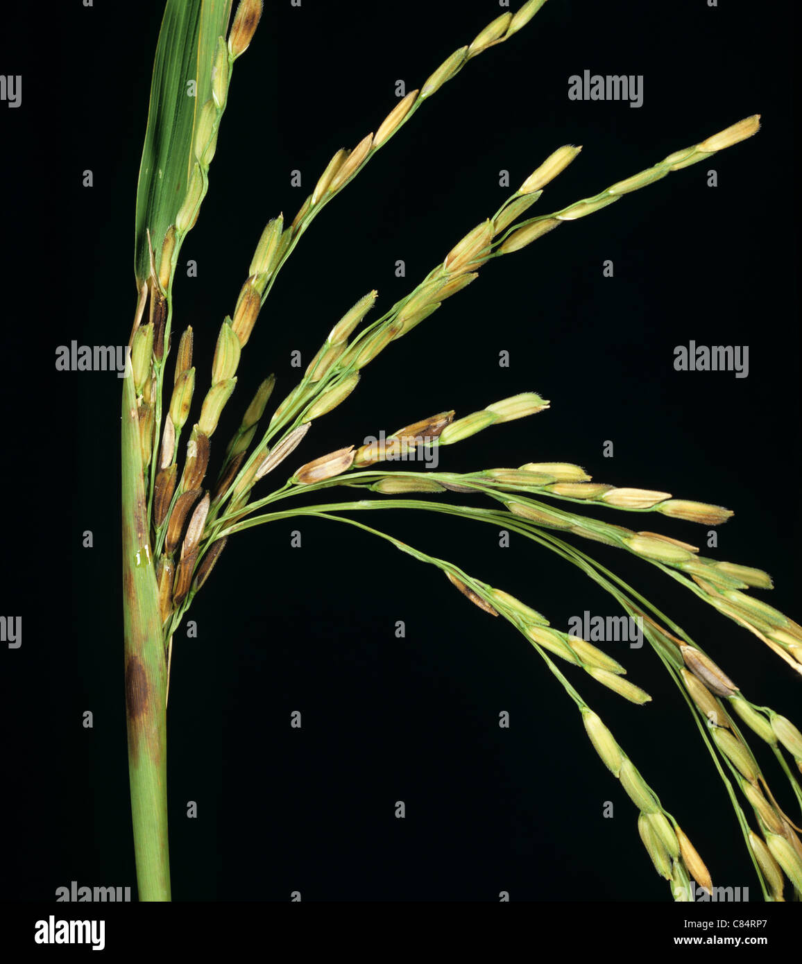 Sarocladium oryzae (gaine) sur le cou et les oreilles sales de plants de riz Banque D'Images