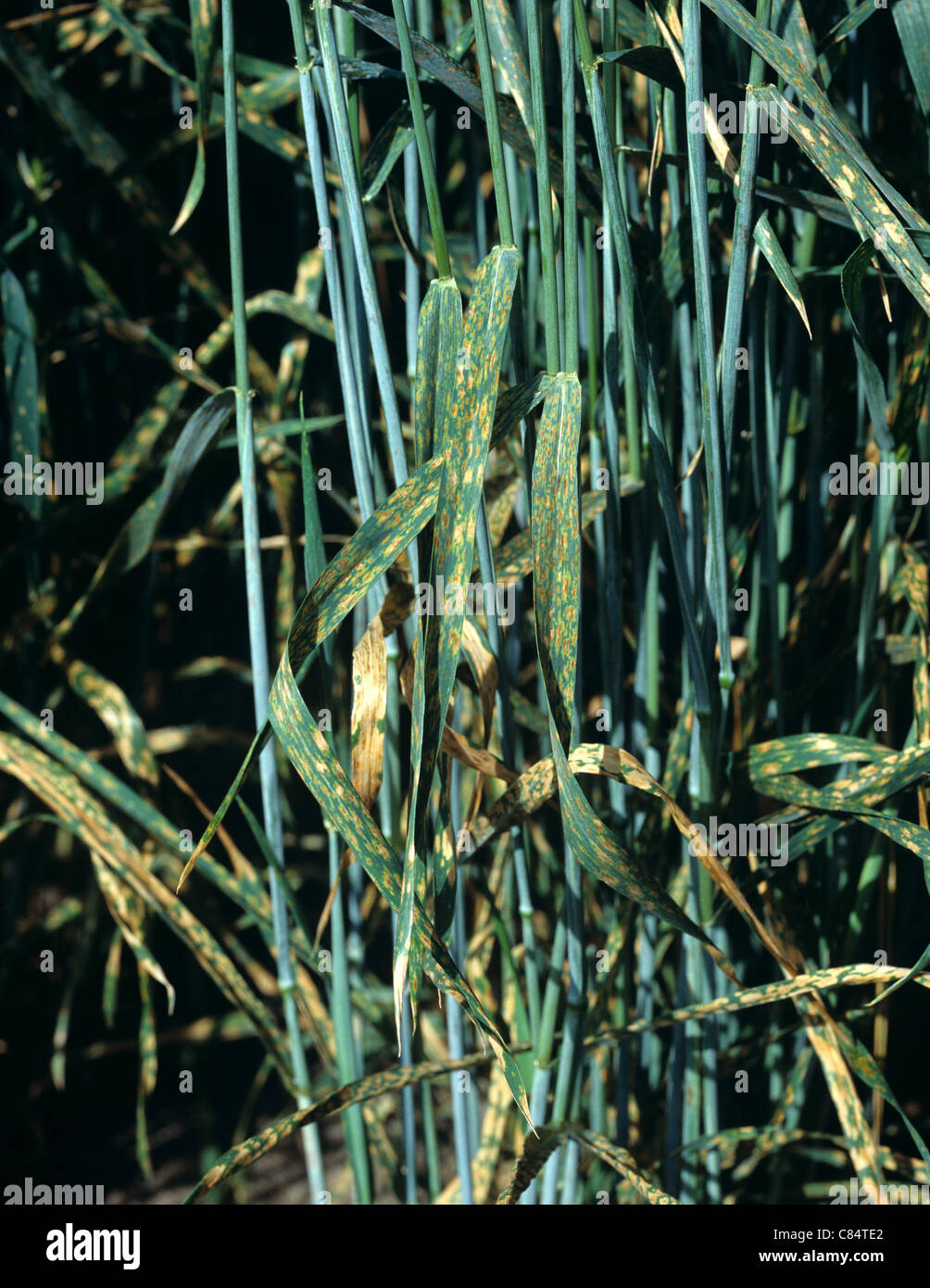 Blanchie physiologiques taches sur les feuilles de blé barbu cause non connue, Montana, USA, Juillet Banque D'Images