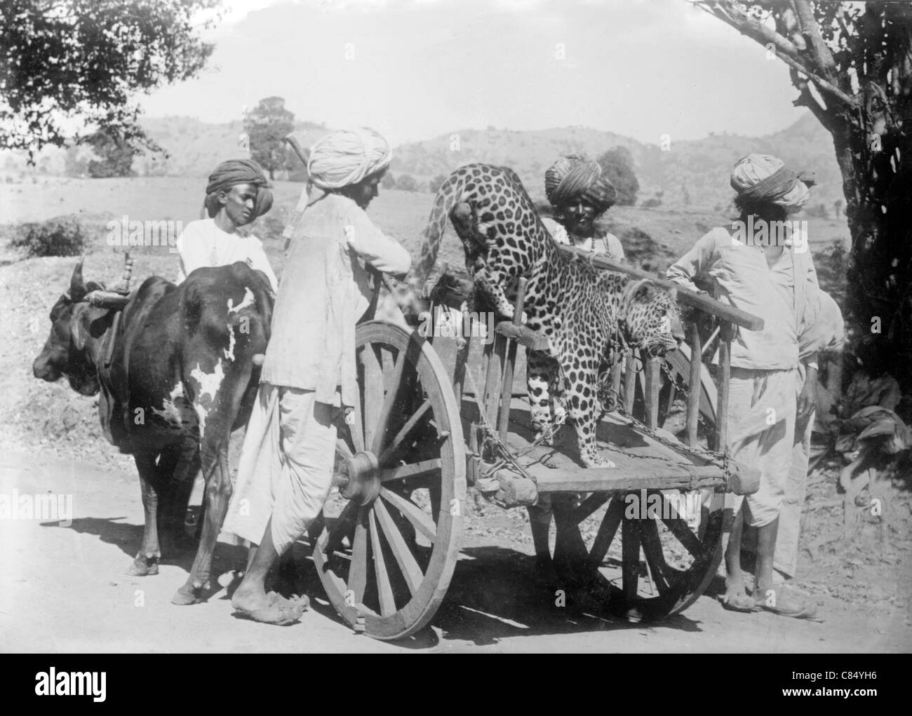 Cheetah utilisé pour la chasse dans l'Inde britannique Banque D'Images