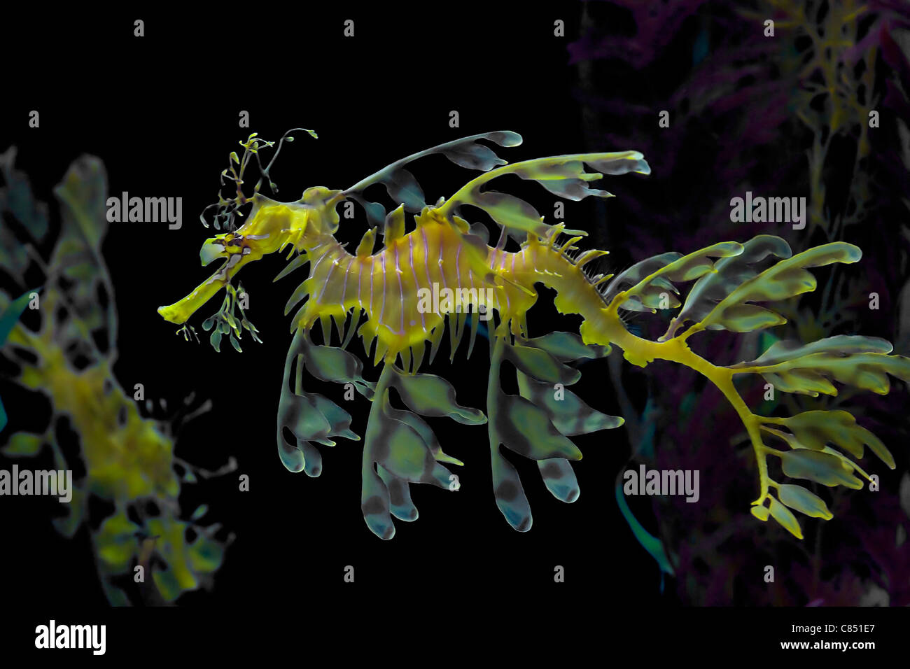 Dragon de mer feuillu photographié en Indonésie, 2009 Banque D'Images