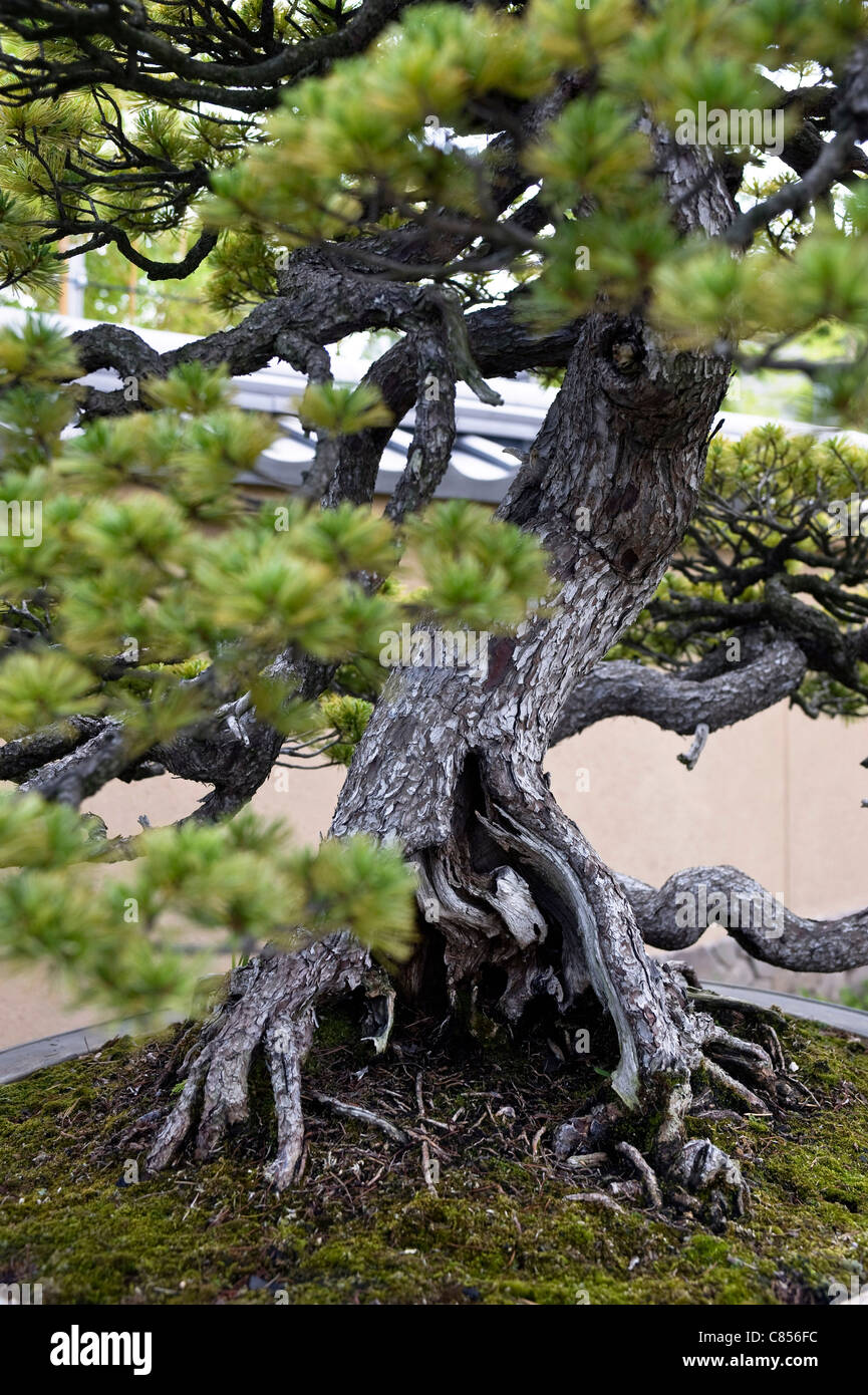 Photo montre un gros plan du 'Chiyo-no-matsu', un arbre de pin à cinq aiguilles sur l'affichage à l'Omiya Saitama Bonsai Museum of Art à Tokyo, Japon le 15 août 2011. Photographe : Robert Gilhooly Banque D'Images