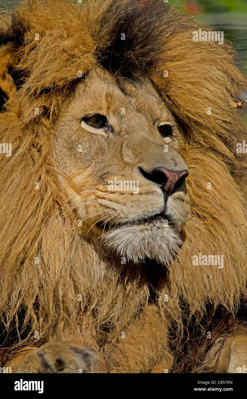 Photo d'un homme African Lion (Panthera leo) en captivité. Banque D'Images