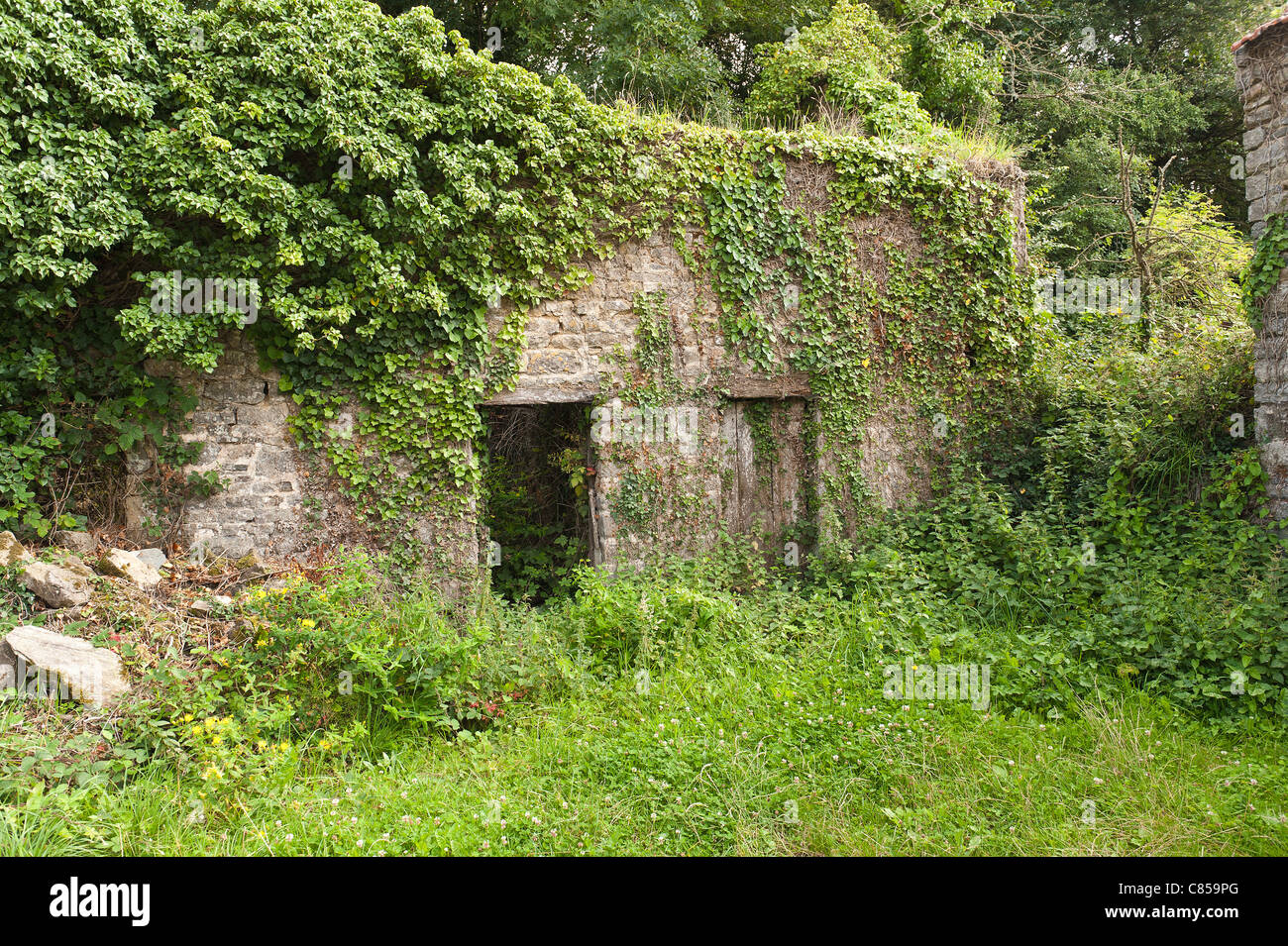 Surtainville dévasté et abandonné de cour de ferme envahie par le lierre et le sous-bois Banque D'Images