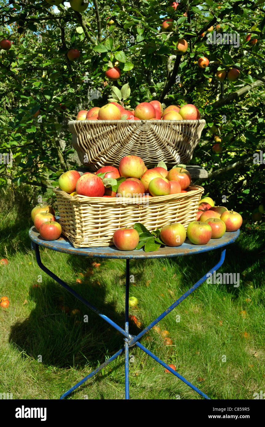 La récolte de pommes : Reine Pippin (Malus domestica), le jardin de Suzanne, Le Pas, Mayenne, Pays de la Loire, France. Banque D'Images
