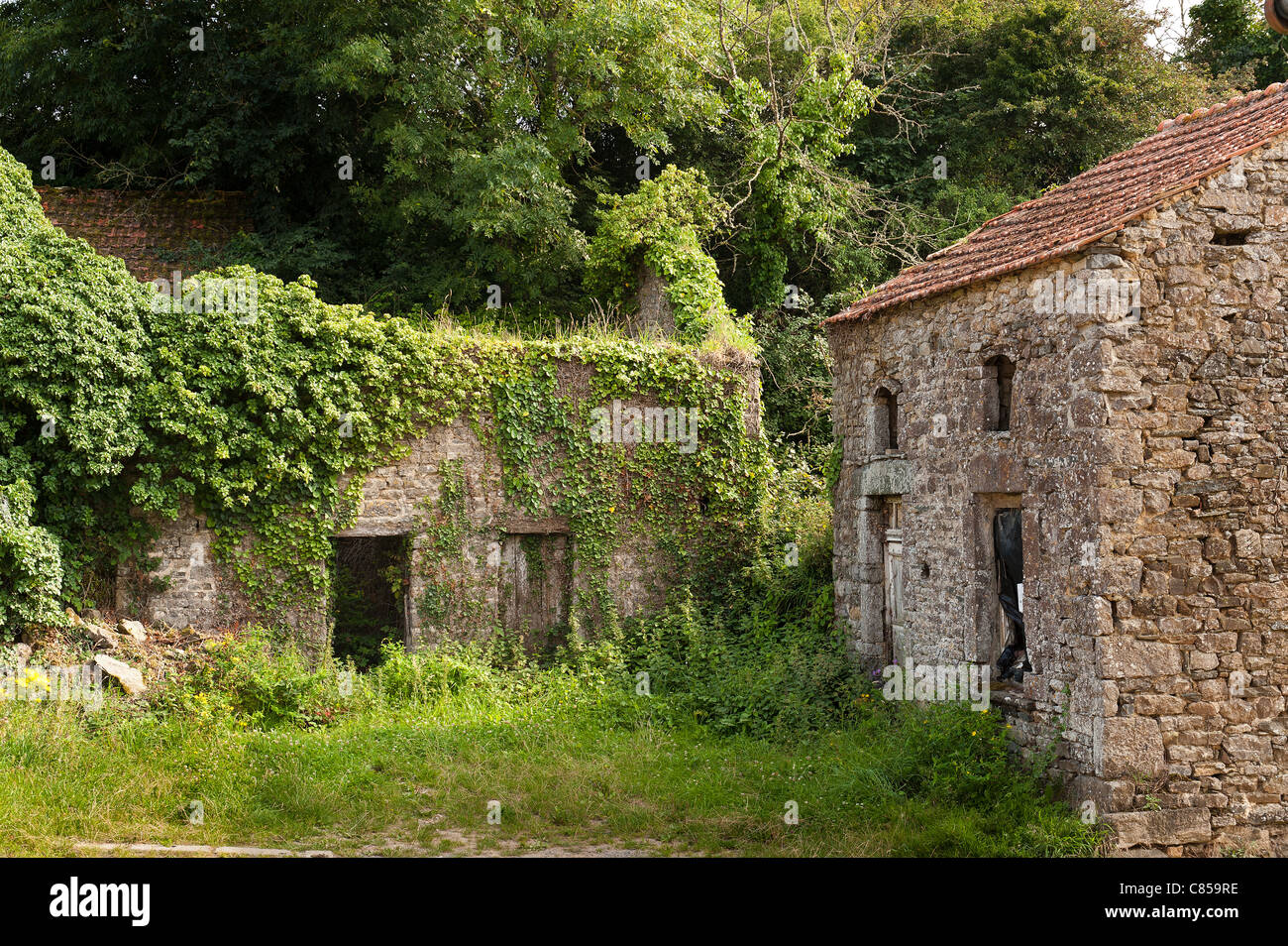 Surtainville dévasté et abandonné de cour de ferme envahie par le lierre et le sous-bois Banque D'Images