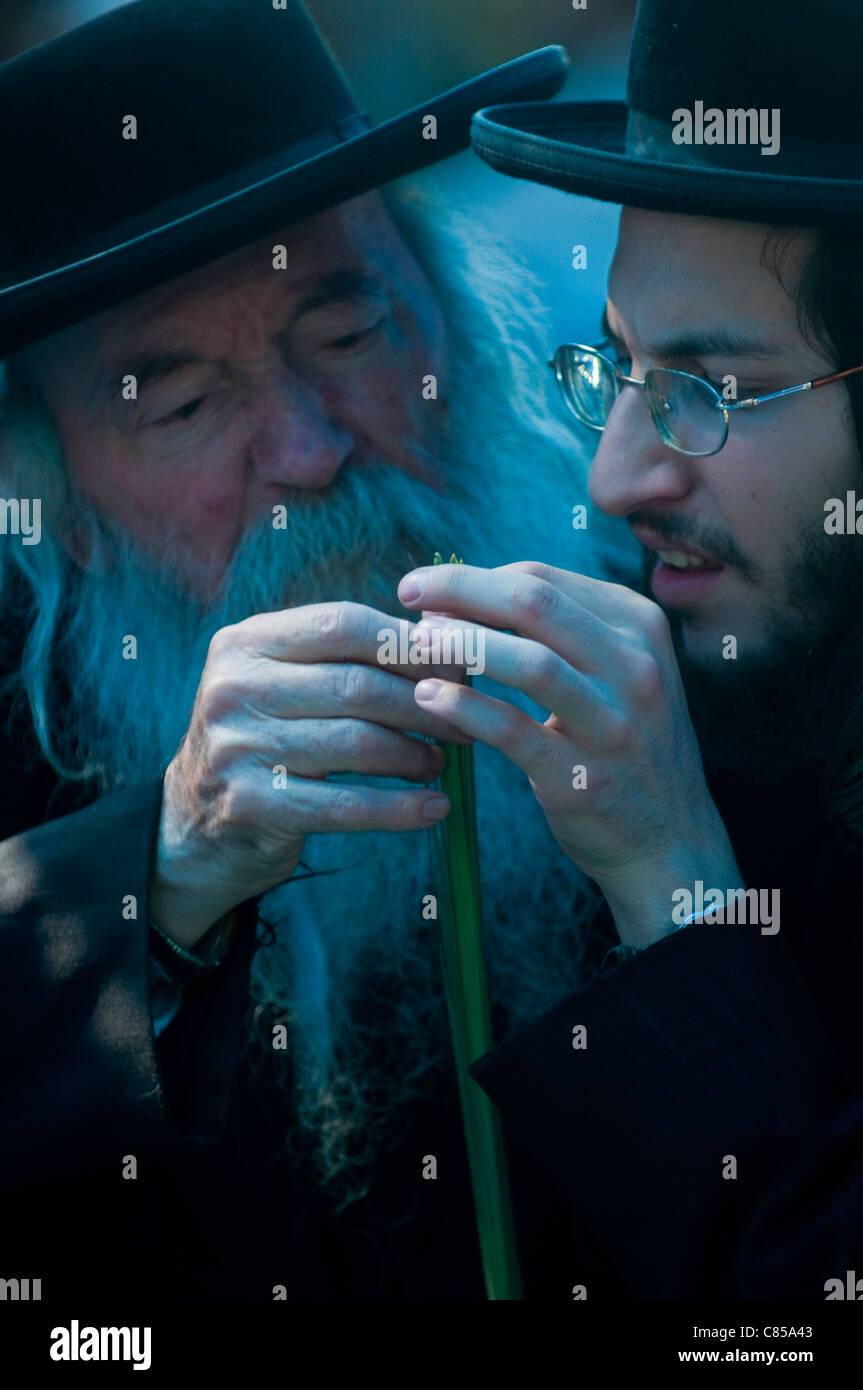 Un des hommes juifs ultra-orthodoxes inspecte un Loulav dans les "quatre" spesies marché de Jérusalem Israël Banque D'Images